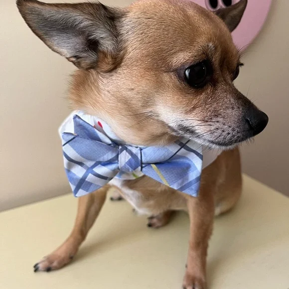 BOWTIE CAPES - Picture 2 of 5